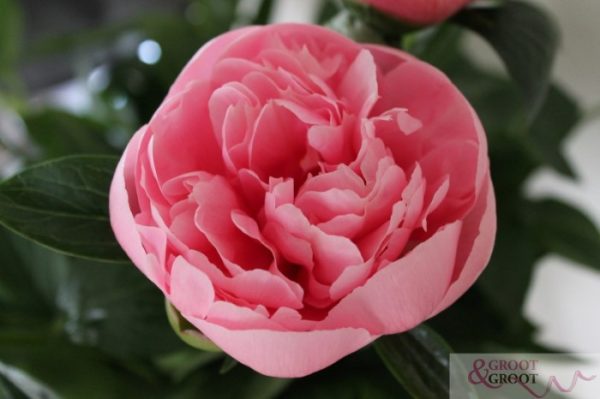 Bulk peonies: the perfect choice for weddings, events, and floral businesses